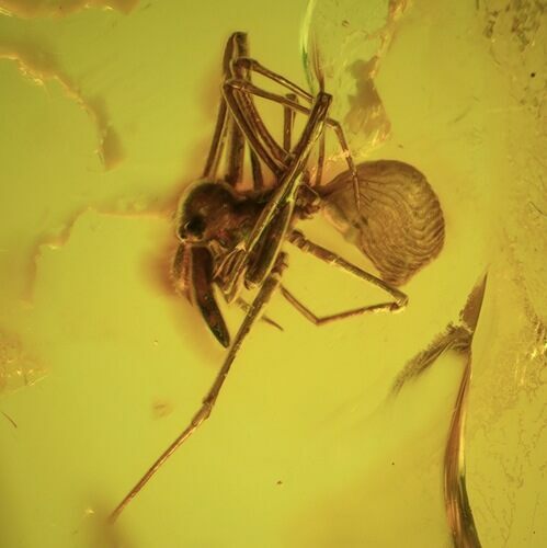 Fossil Dawn Spider (Archaedae) In Baltic Amber #39105